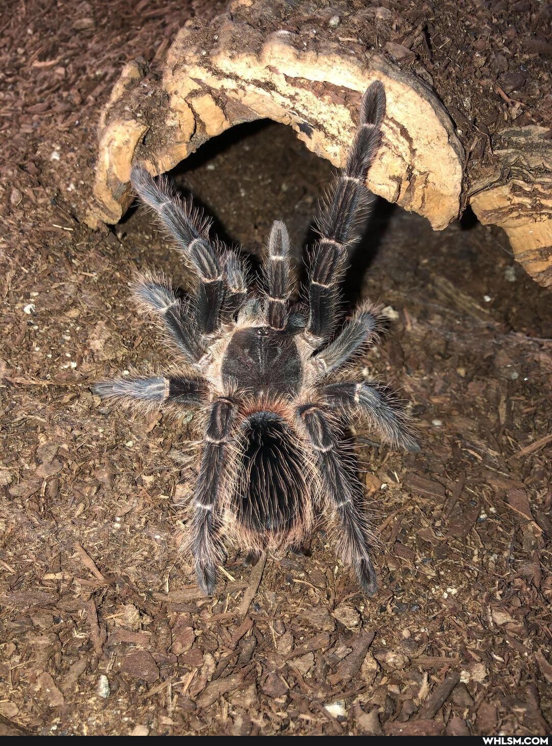 spider, tarantula, insects, pets