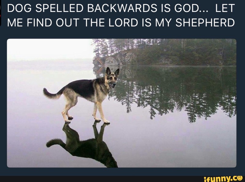 Dog Spelled Backwards Is God Let Me Find Out The Lord Is My Shepherd Ifunny