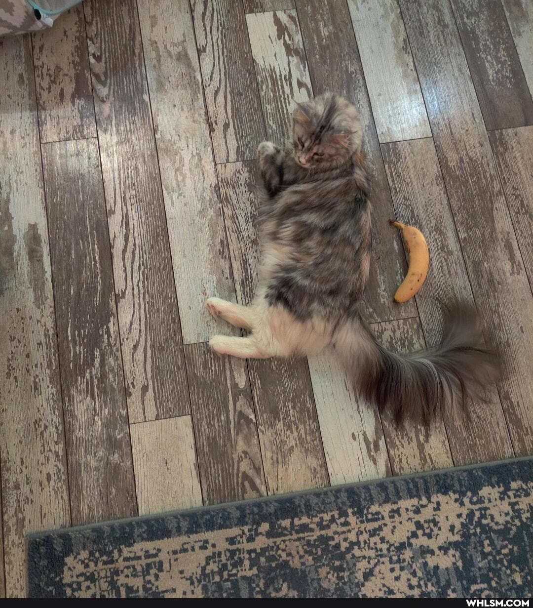 cat, cats, kitten, maine_noon