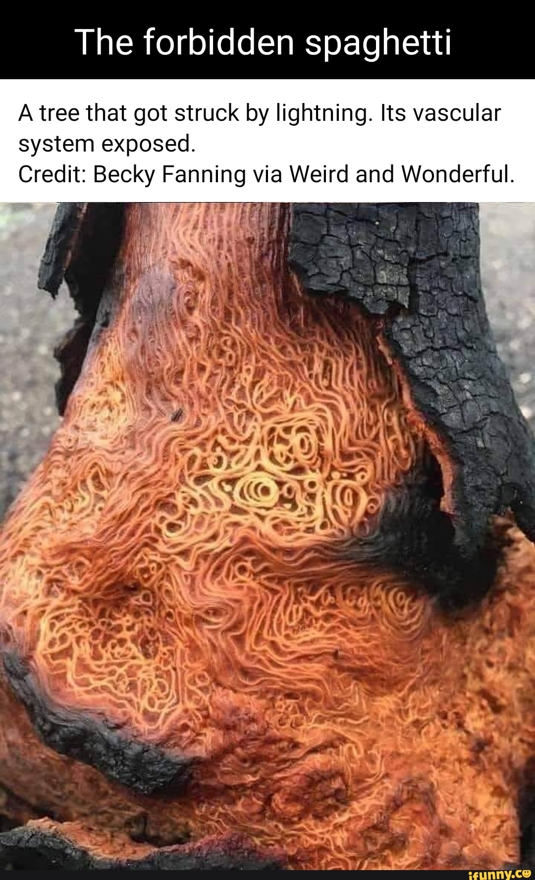 The Forbidden Spaghetti A Tree That Got Struck By Lightning Its 