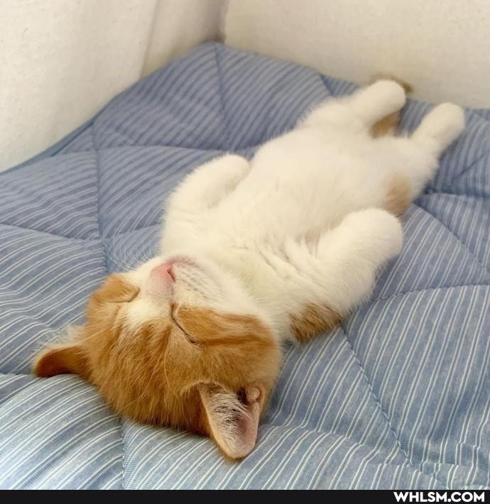 cats, cat, funny, kitten