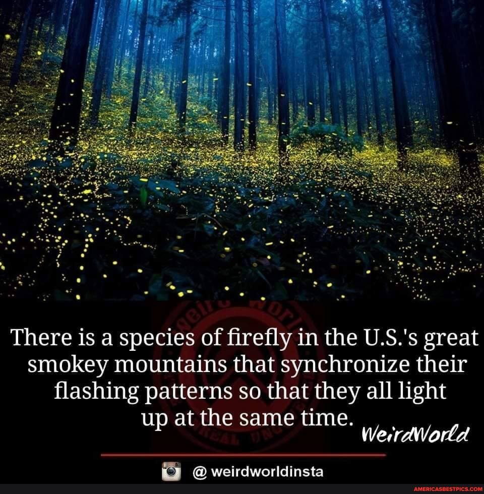 There is a species of firefly in the U.S.'s great smokey mountains that synchronize their flashing patterns so that they all light
up at the same time.
wairdwaridineta
