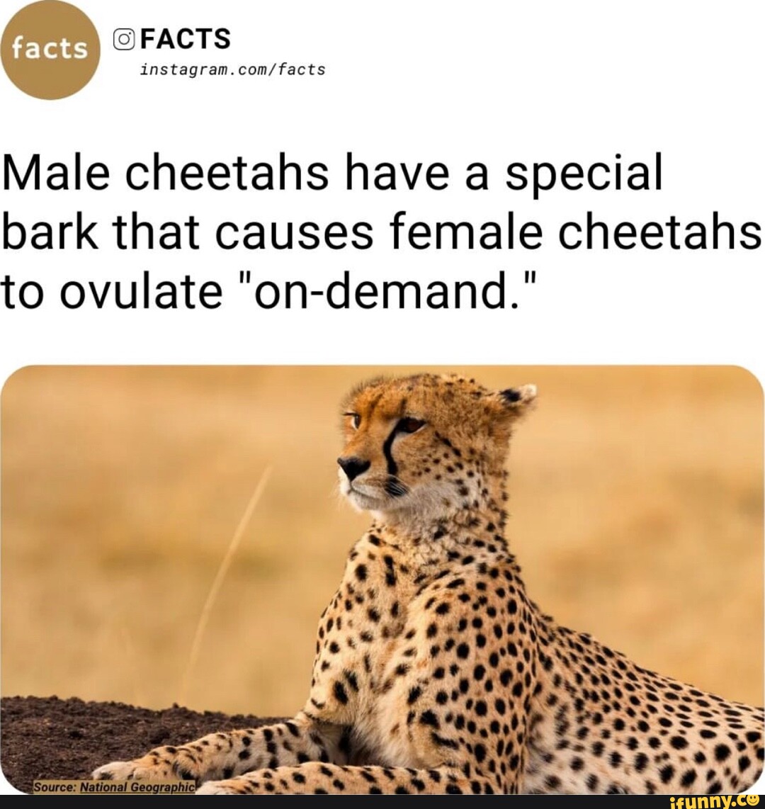 Acts FACTS instagram.con/ facts Male cheetahs have a special bark that ...