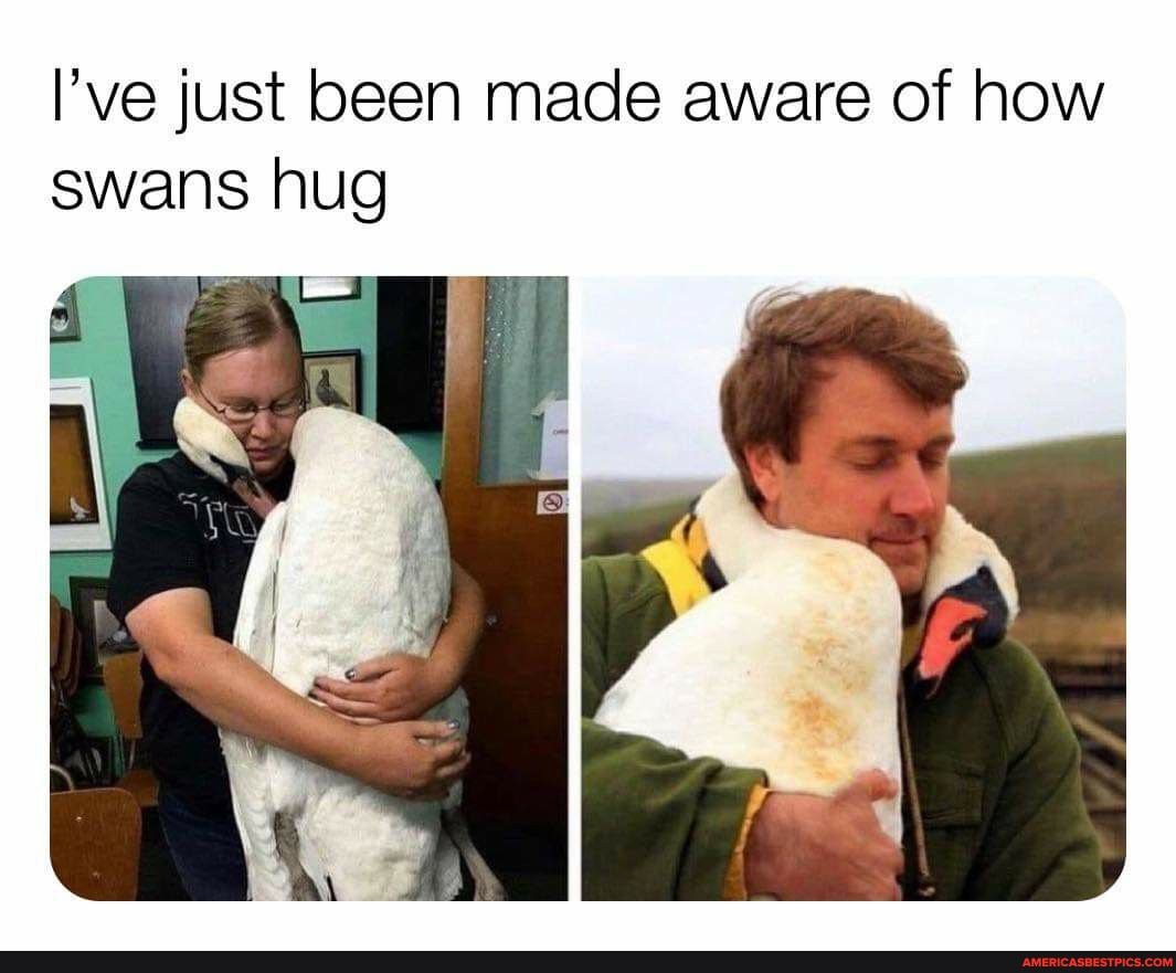 I've just been made aware of how swans hug