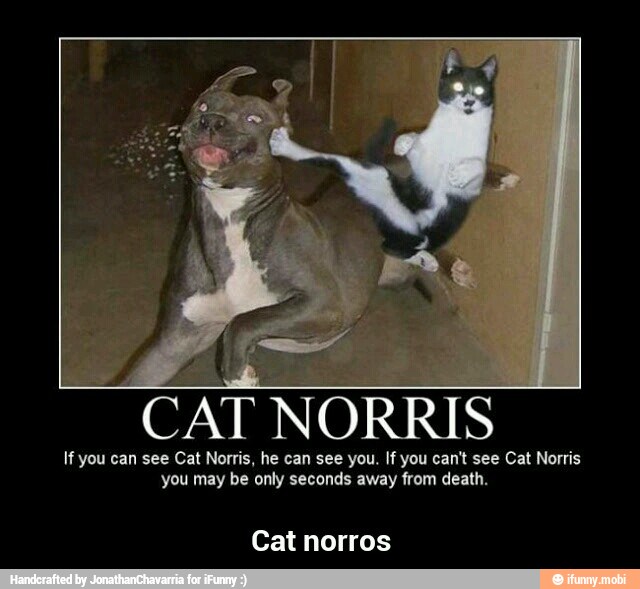 CAT NORRIS
If you can see Cat Norris, he can see you. If you can't see Cat Norris
you may be only seconds away from death.
Cat norros - Cat norros