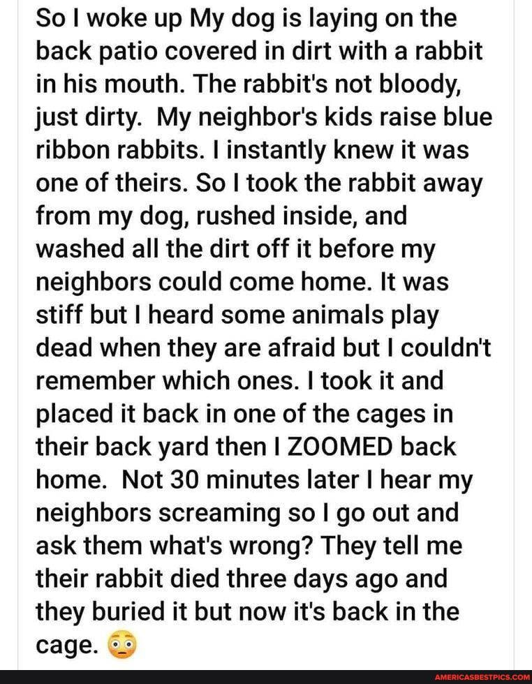So I woke up My dog is laying on the back patio covered in dirt with a rabbit in his mouth. The rabbit's not bloody, just dirty. My neighbor's kids raise blue ribbon rabbits. I instantly knew it was one of theirs. So I took the rabbit away from my dog, rushed inside, and washed all the dirt off it before my neighbors could come home. It was stiff but I heard some animals play dead when they are afraid but I couldn't remember which ones. I took it and placed it back in one of the cages in their back yard then I ZOOMED back home. Not 30 minutes later I hear my neighbors screaming so I go out and ask them what's wrong? They tell me their rabbit died three days ago and they buried it but now it's back in the cage.