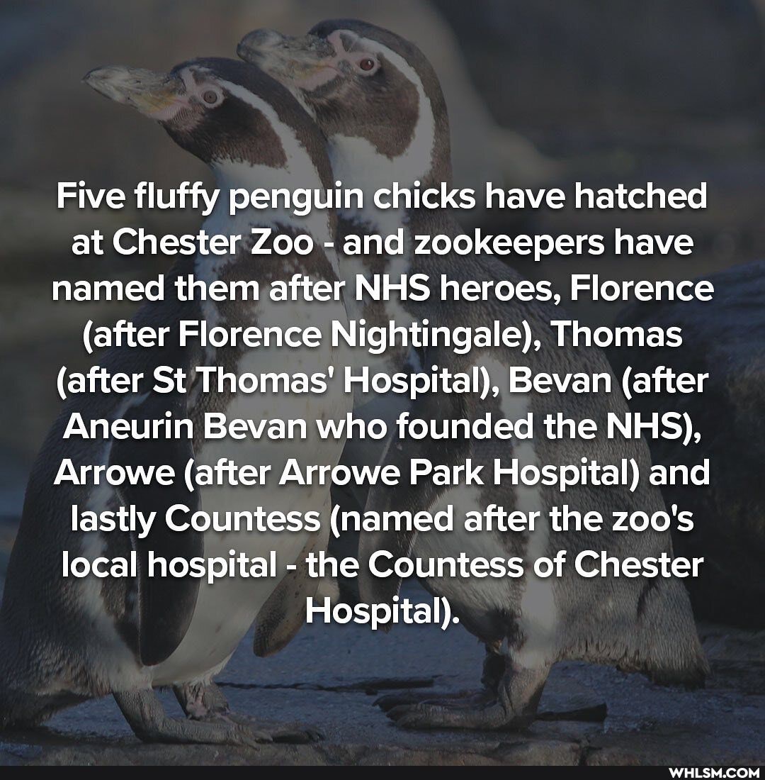 Five fluffy penguin chicks have hatched at Chester Zoo - and zookeepers have named them after NHS heroes, Florence
(after Florence Nightingale), Thomas
(after St Thomas' Hospital), Bevan (after
Aneurin Bevan who founded the NHS),
Arrowe (after Arrowe Park Hospital) and lastly Countess (named after the zoo's local hospital - the Countess of Chester
Hospital).