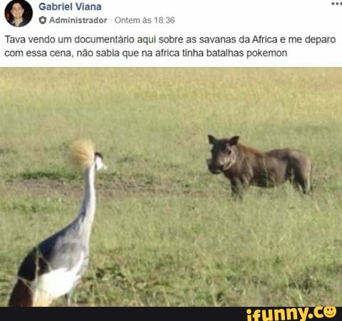 O Administrador Ontem às 18:36
'Tava vendo um documentário aqui sobre as savanas da Africa e me deparo
com essa cena, não sabia que na africa tinha batalhas pokemon