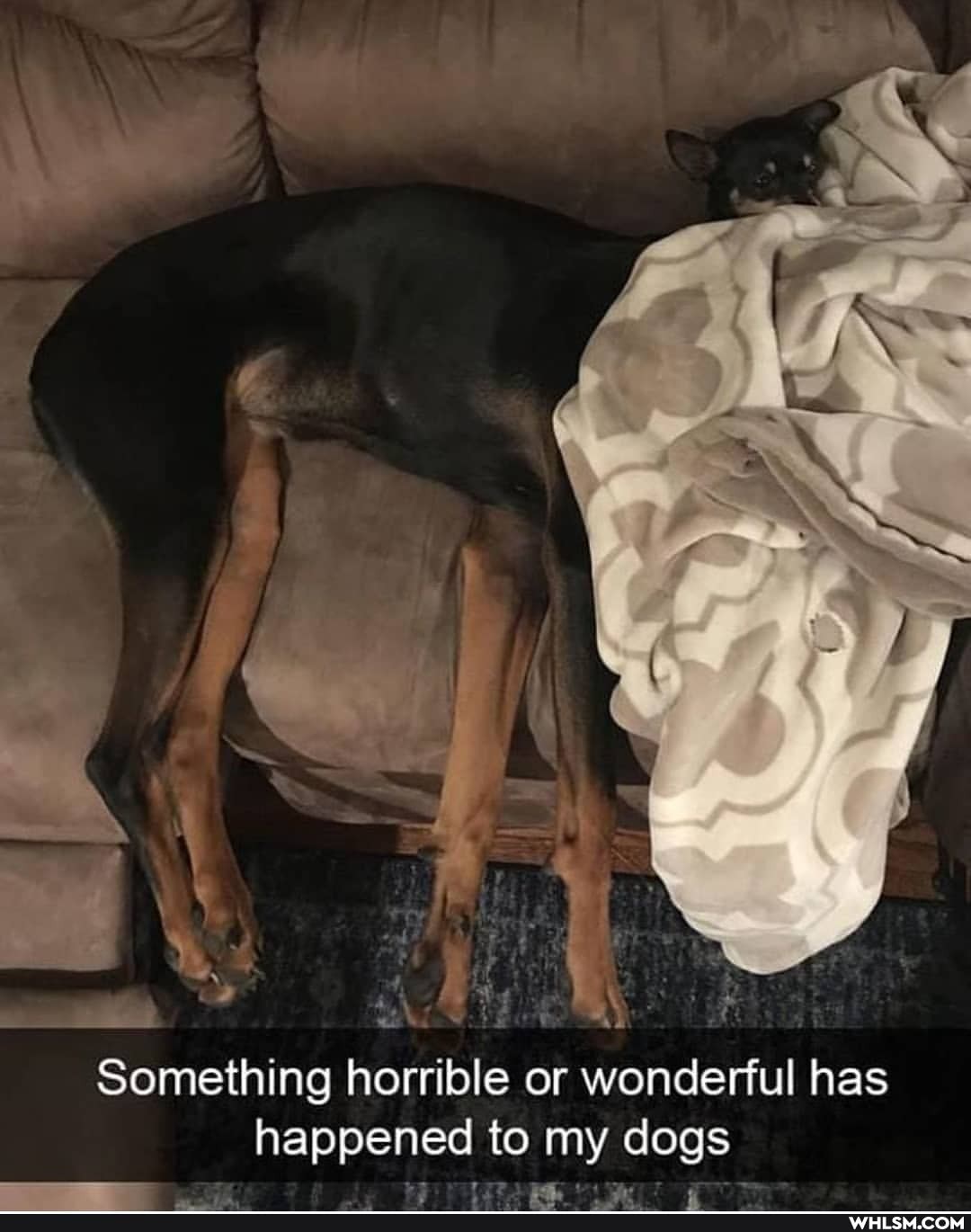Something horrible or wonderful has happened to my dogs