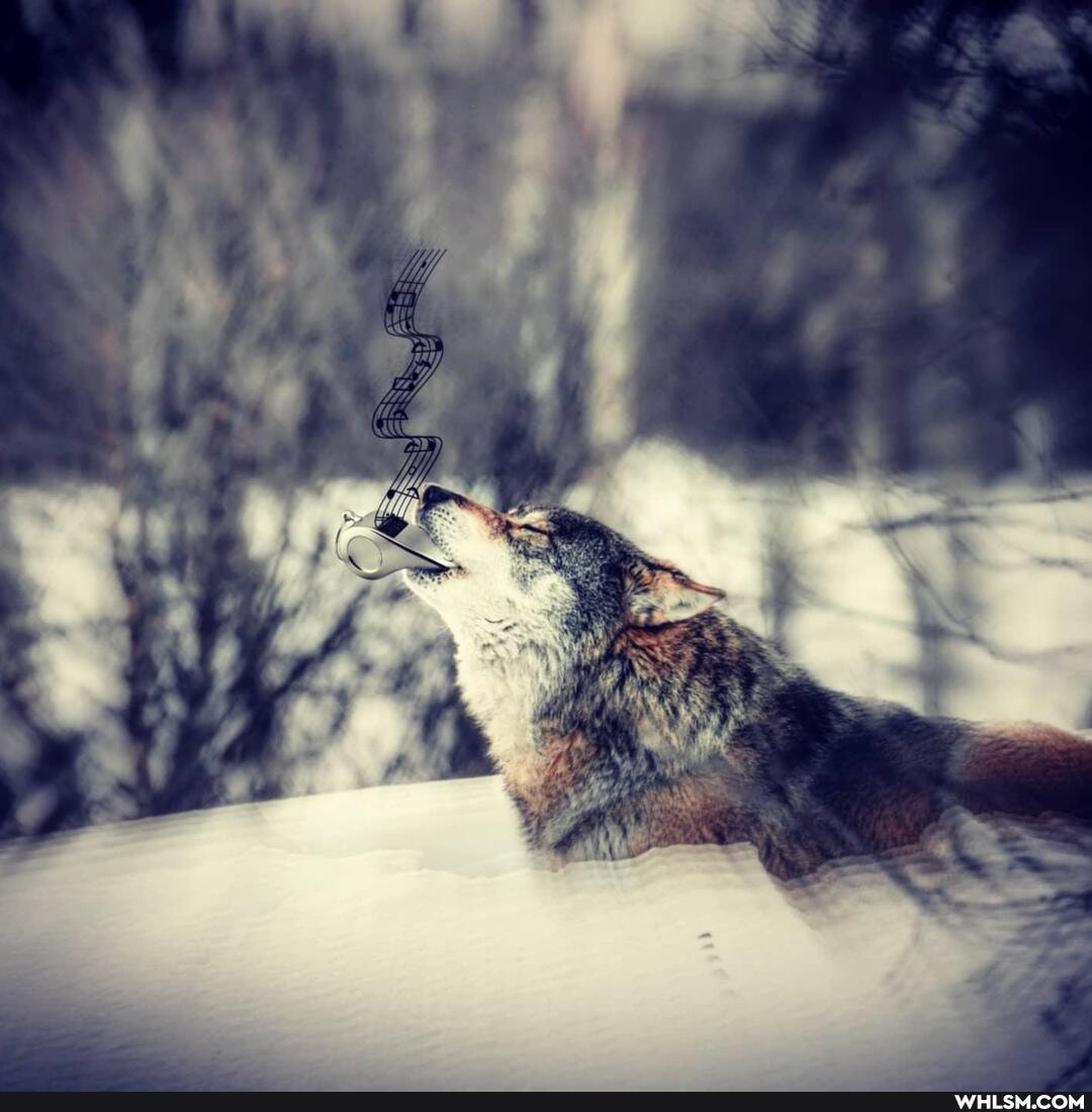 art, simple, kaleidoscope, wolf