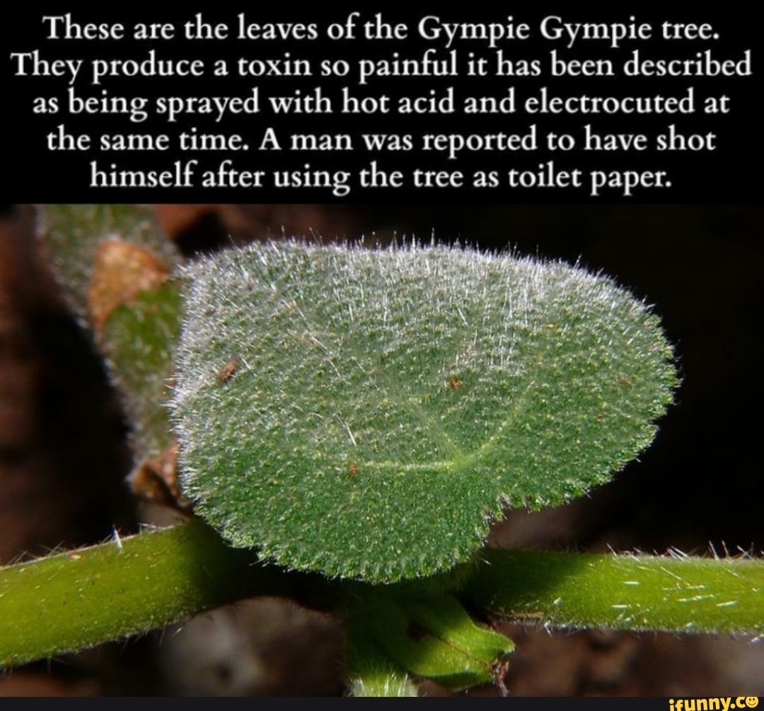 These are the leaves of the Gympie Gympie tree. They produce a toxin so