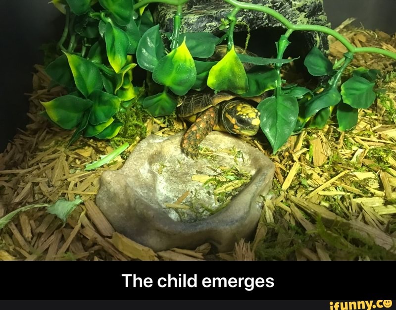The child emerges - The child emerges