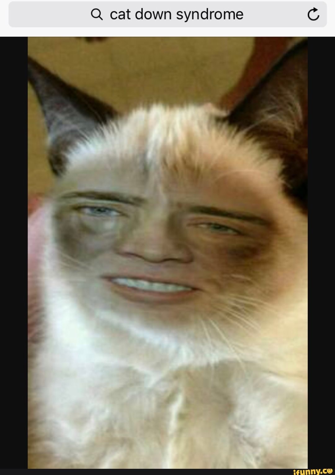 Q Cat Down Syndrome C Ifunny