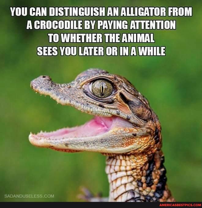 YOU CAN DISTINGUISH AN ALLIGATOR FROM CROCODILE BY PAYING ATTENTION TO WHETHER THE ANIMAL SEES YOU LATER A WHILE