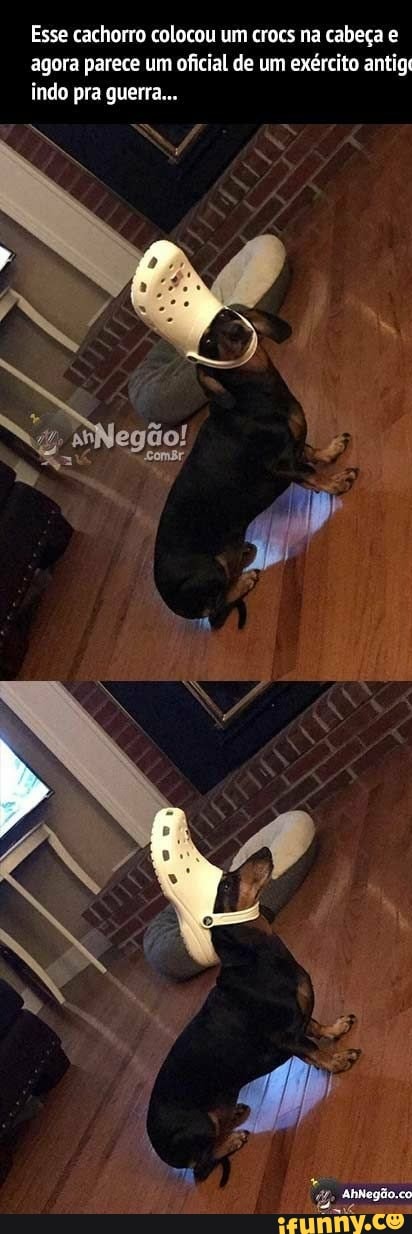 Esse cachorro colocou um crocs na cabeça e
agora parece um oficial de um exército antige
indo pra guerra...