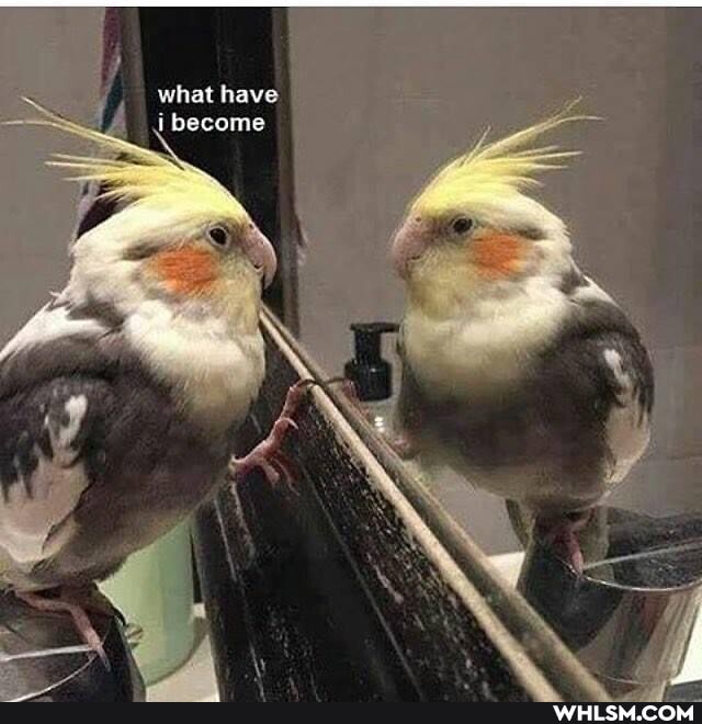 what have
become
