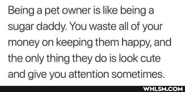 Being a pet owner is like being a sugar daddy. You waste all of your money on keeping them happy, and the only thing they do is look cute and give you attention sometimes.