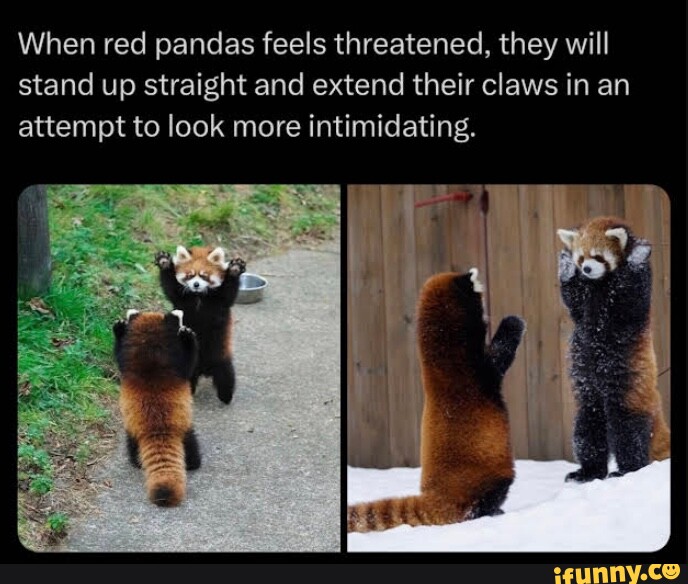 When red pandas feels threatened, they will stand up straight and