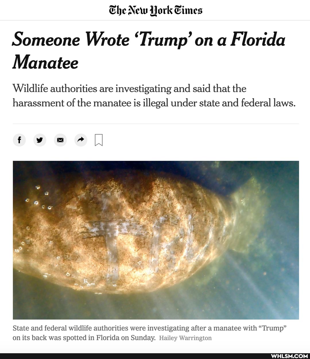 Ehe New York Times
Someone Wrote 'Trump' on a Florida
Manatee
Wildlife authorities are investigating and said that the harassment of the manatee is illegal under state and federal laws.
State and federal wildlife authorities were investigating after a manatee with "Trump" on its back was spotted in Florida on Sunday. Hailey Warrington