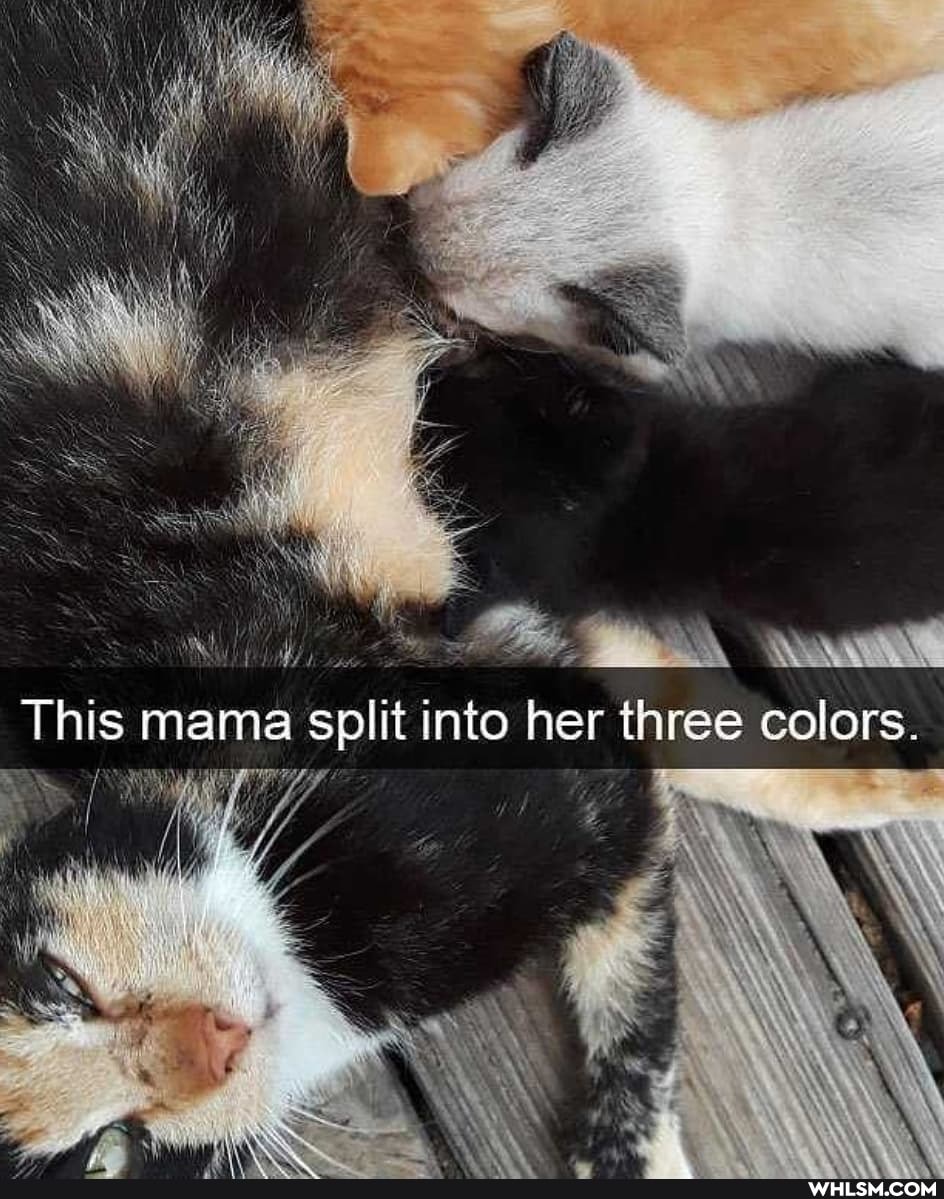 i, Fs, Mas, annint
This mama split into her three colors.