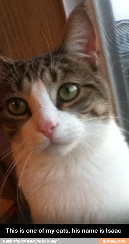 This is one of my cats, his name is Isaac - This is one of my cats, his name is Isaac