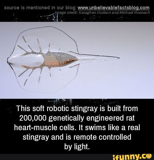 Is This soft robotic stingray is built from 200,000 genetically ...
