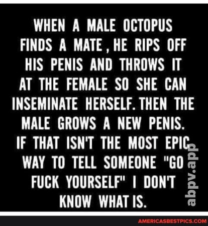 WHEN A MALE OCTOPUS FINDS A MATE, HE RIPS OFF HIS PENIS AND THROWS IT AT THE FEMALE SO SHE CAN
INSEMINATE HERSELF. THEN THE MALE GROWS A NEW PENIS.
IF THAT ISN'T THE MOST EPIC.
WAY TO TELL SOMEONE "GO FUCK YOURSELF" I DON'T KNOW WHAT IS