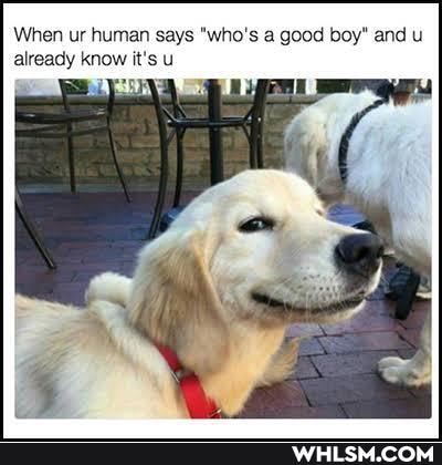 When ur human says 'who's a good boy" and already know it's u