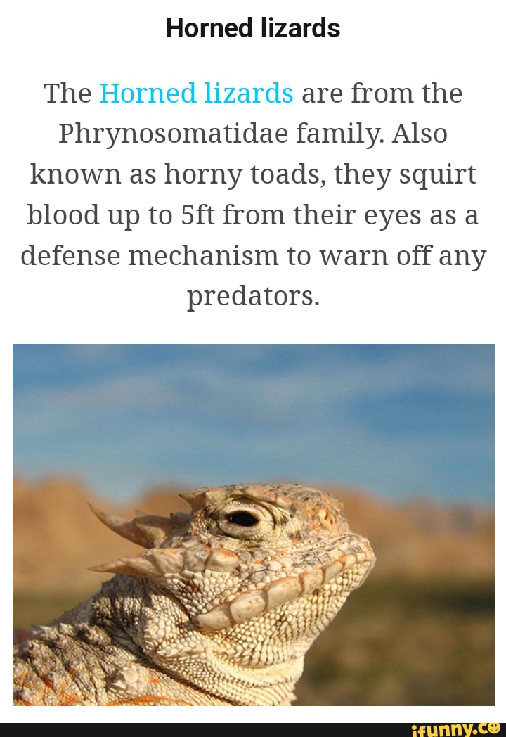 Horned Lizards Horned lizards The Horned lizards are from the