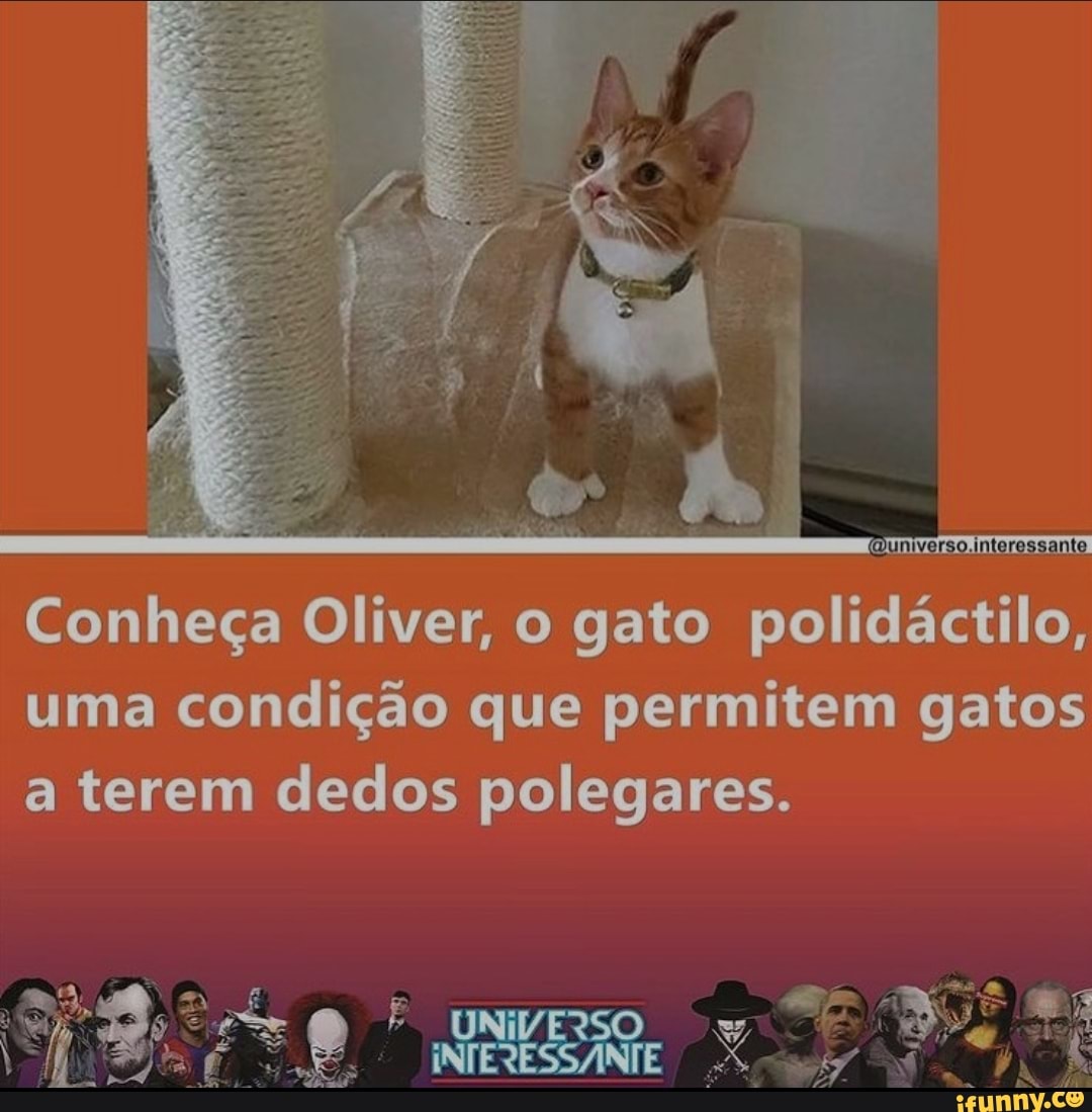 Conheça Oliver, o gato polidáctilo, uma condição que permitem gatos a terem dedos polegares.
