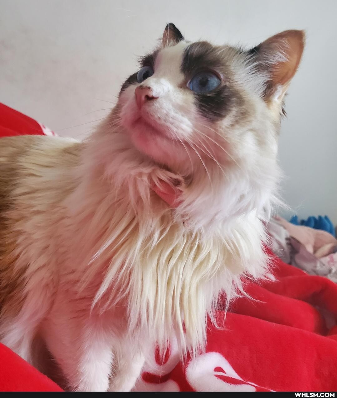 cat, aww, pets