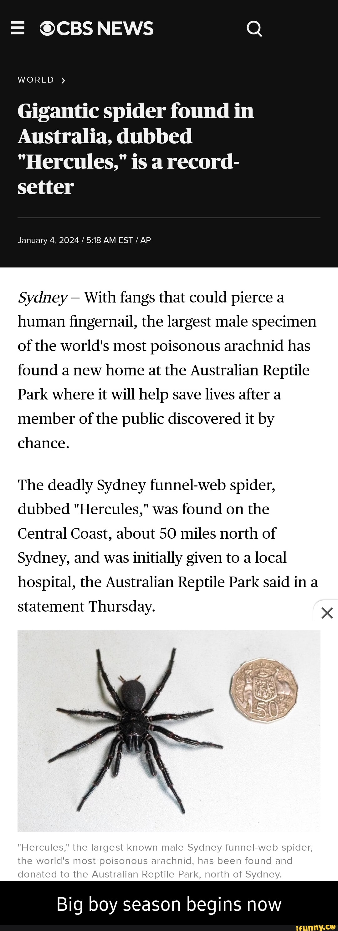 The Discovery of Hercules: The Largest Male Funnel-Web Spider in Australia 6