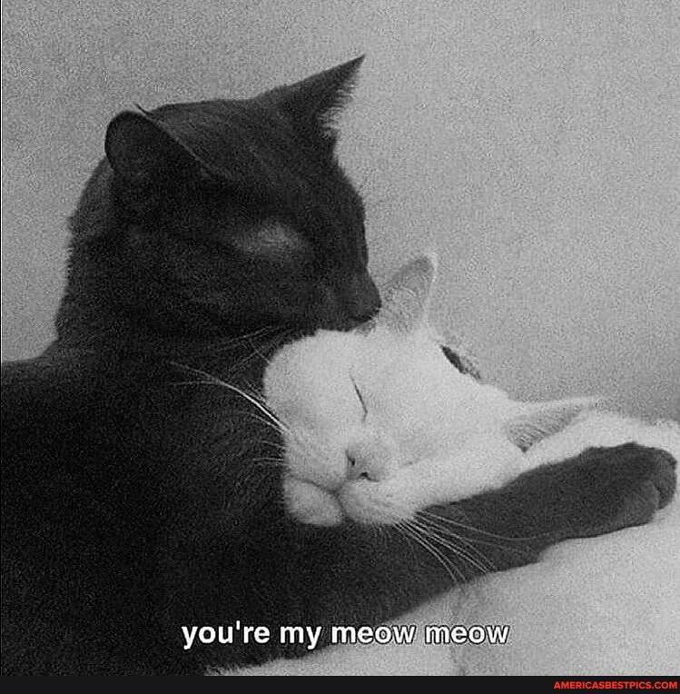 you're my meow meow