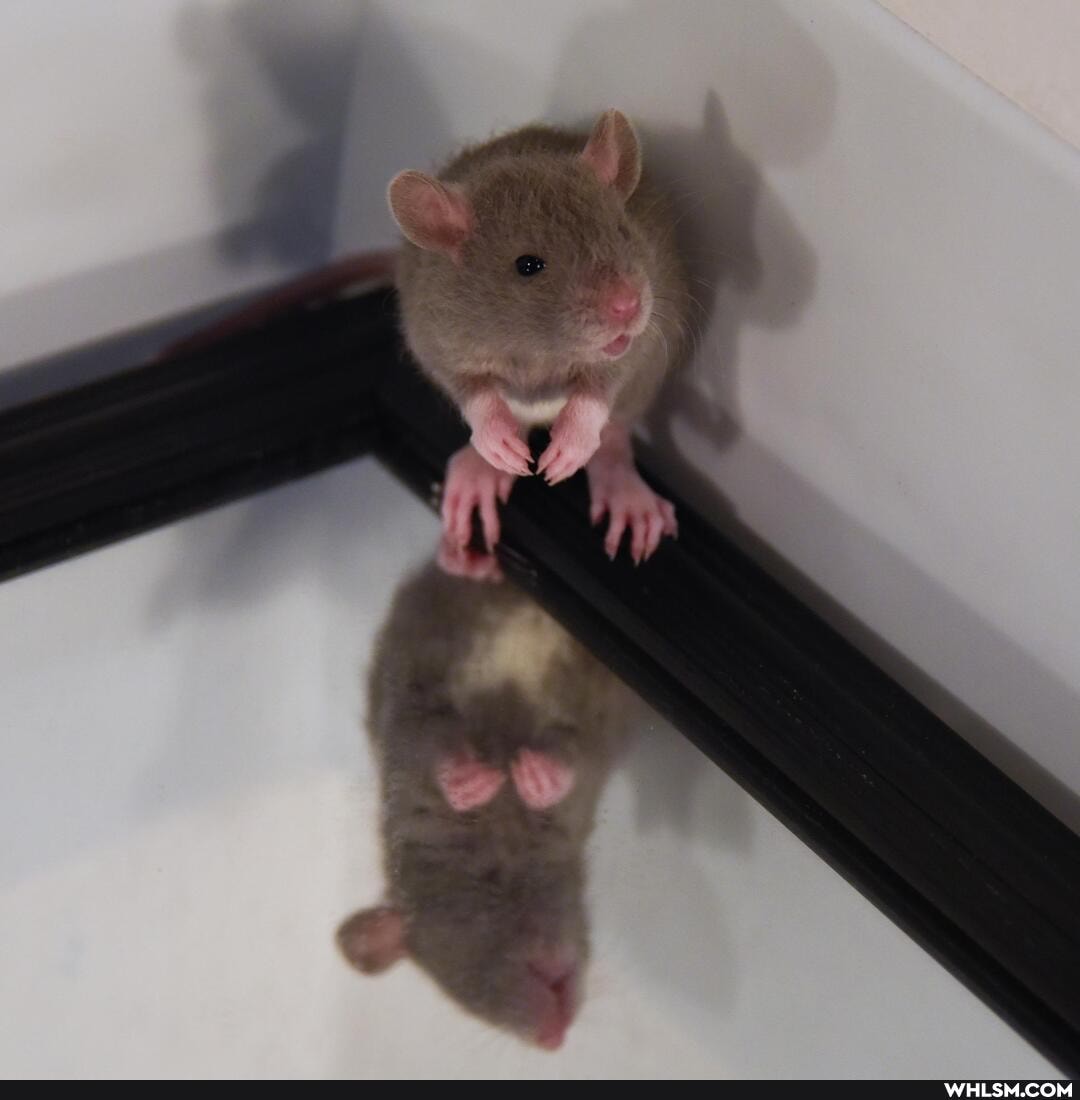 rat, baby_animals, rats, baby_rat