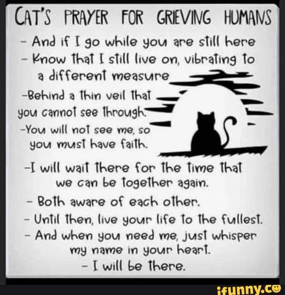 CAT'S PRAYER FOR GRIEVING HUMANS And if go while you are still here