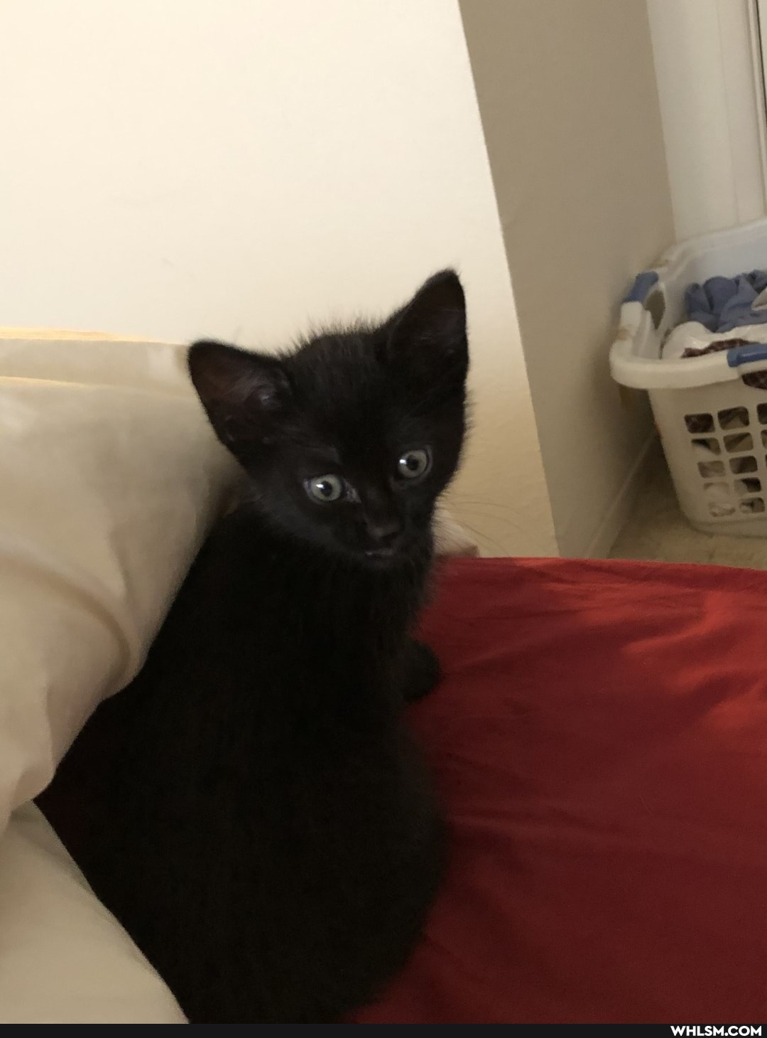 baby_animals, aww, kittens, cute_animal