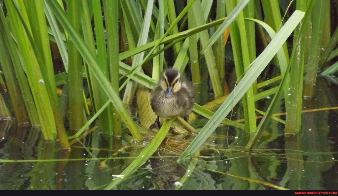eat, duckling, manchester, ship, canal