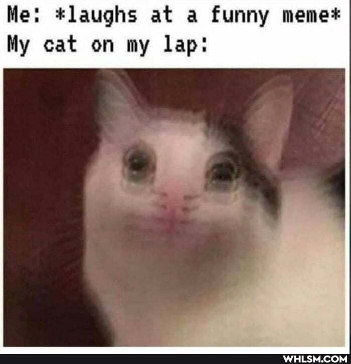 Me: *#laughs at a funny meme*
My cat on my lap: