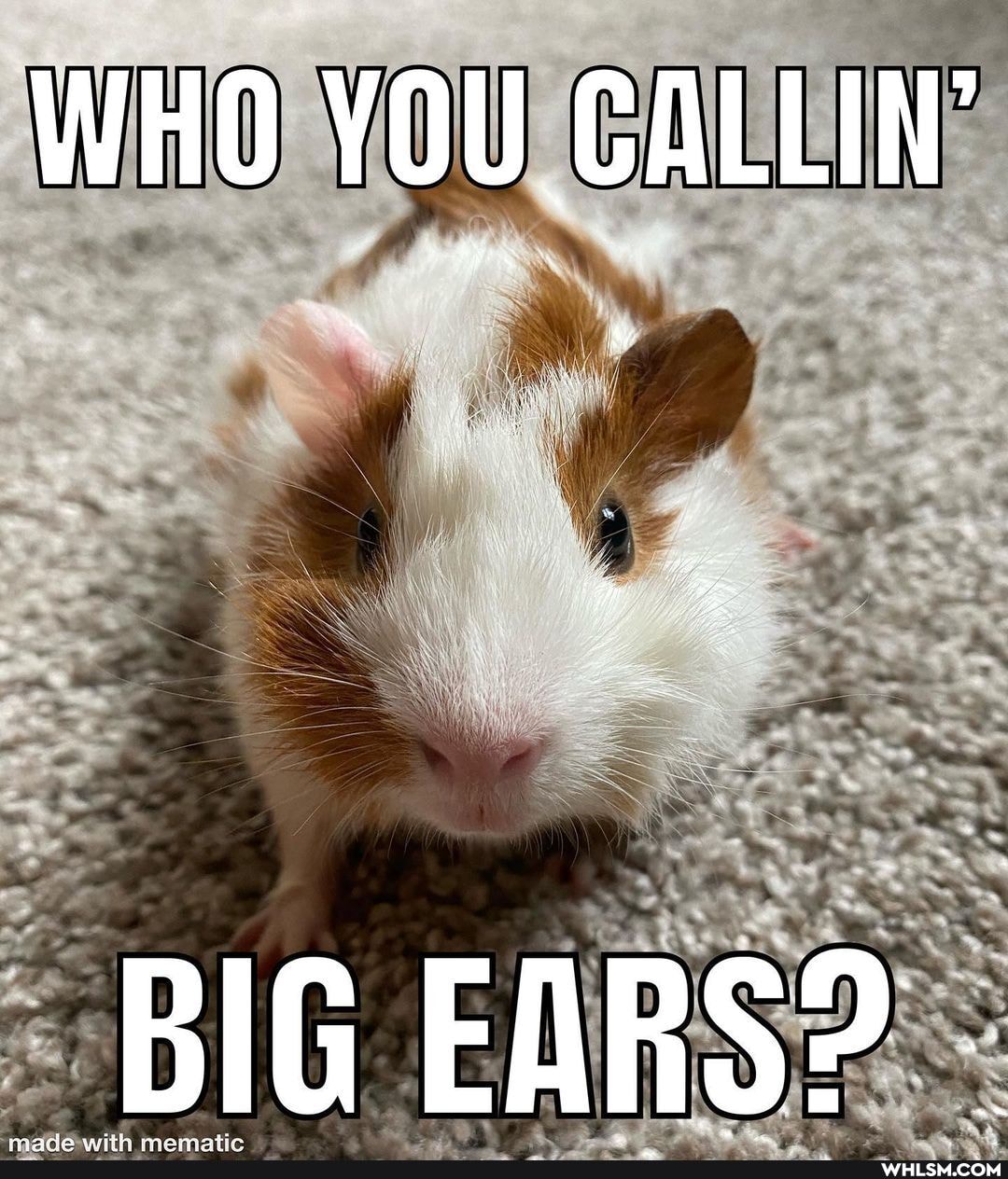 WHO YOU GALLIN'
BIG EARS?