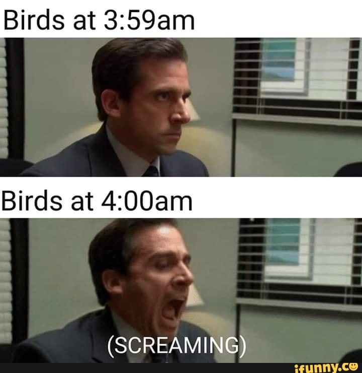 Birds at 3:59am
Birds at 4:00am
(SCREAMING)