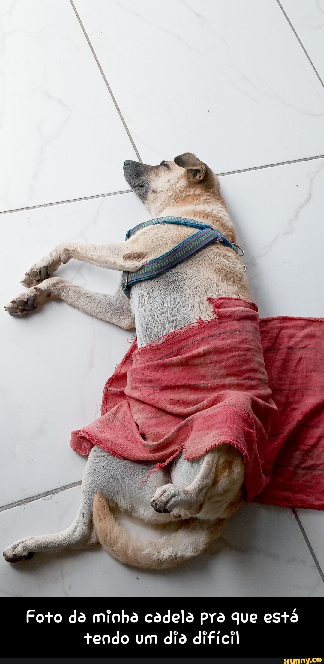 21
Foto da minho cadela pra que estó tendo um dia dificil - Foto da minha cadela pra que está tendo um dia difícil