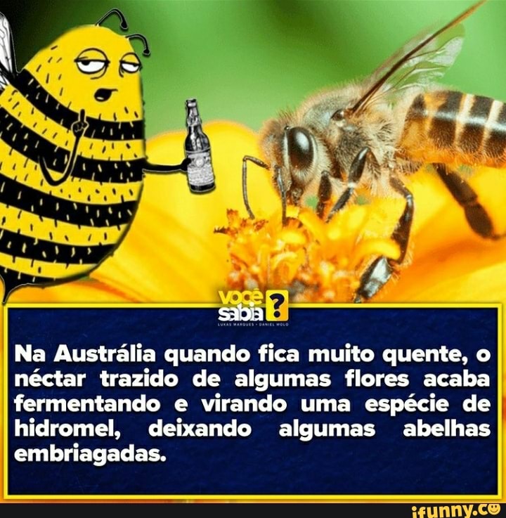 saia
Na Austrália quando fica muito quente, o néctar trazido de algumas flores acaba fermentando e virando uma espécie de hidromel, deixando algumas abelhas
embriagadas.