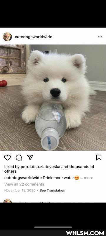 curedogsworldwide
Liked by petra.dsu.zlateveska and thousands of others cutedogsworldwide Drink more water more
View 22
See Translation