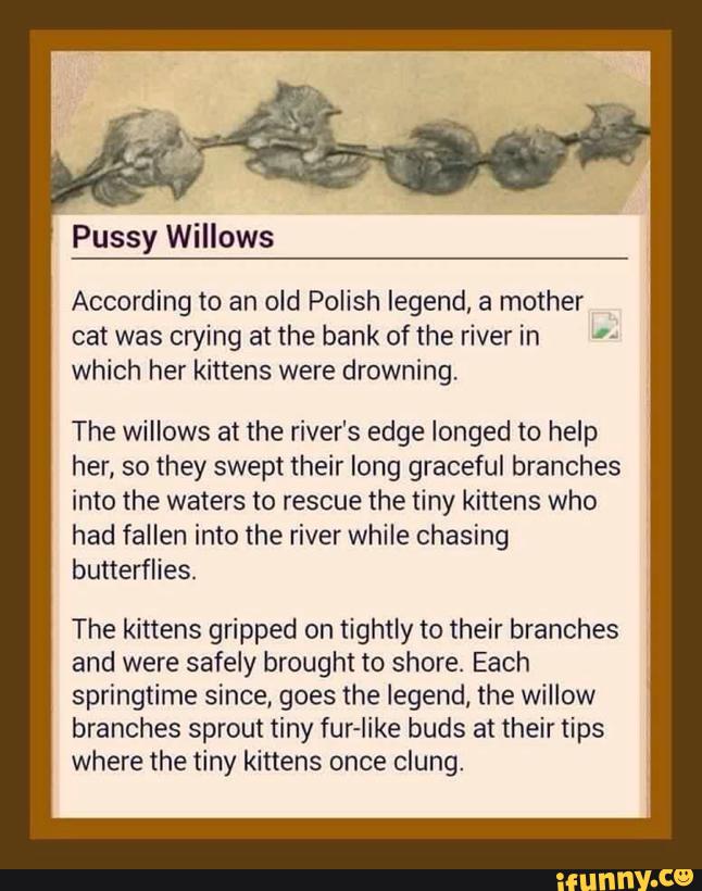 Polish Name For Pussy