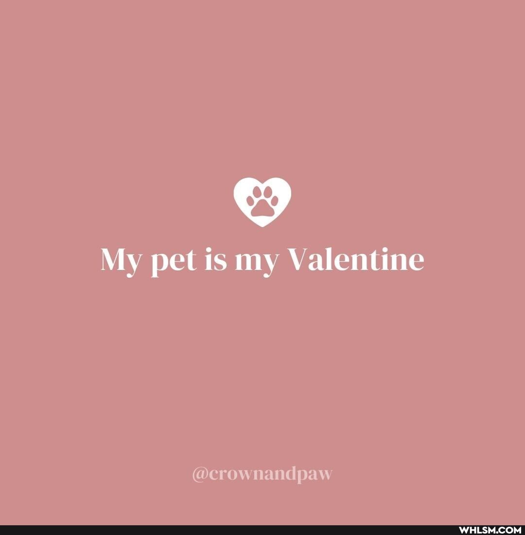 My pet is my Valentine
@crow nandpaw