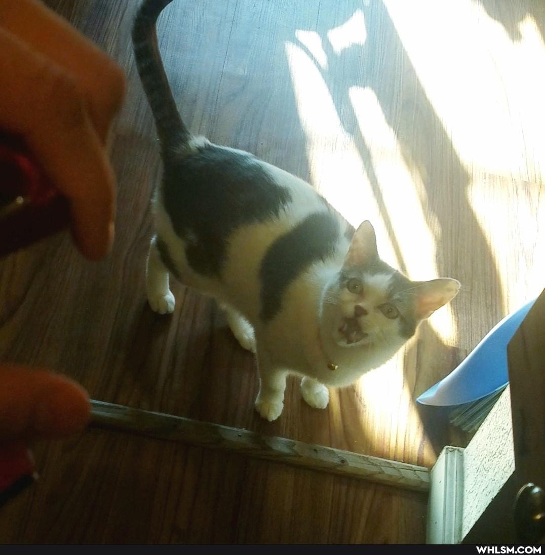 funny, cat, aww