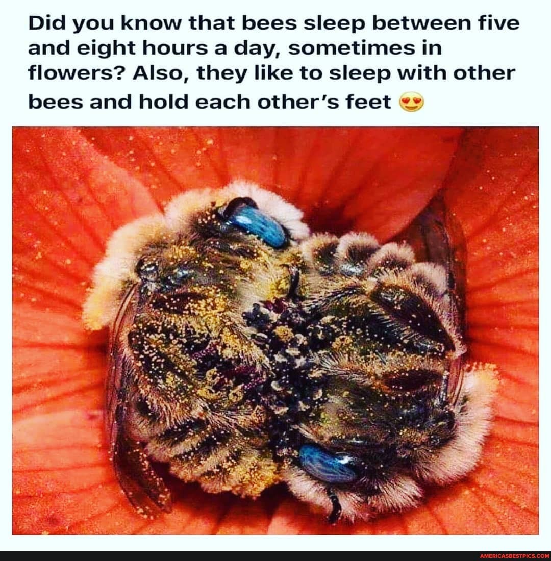 Did you know that bees sleep between five and eight hours a day