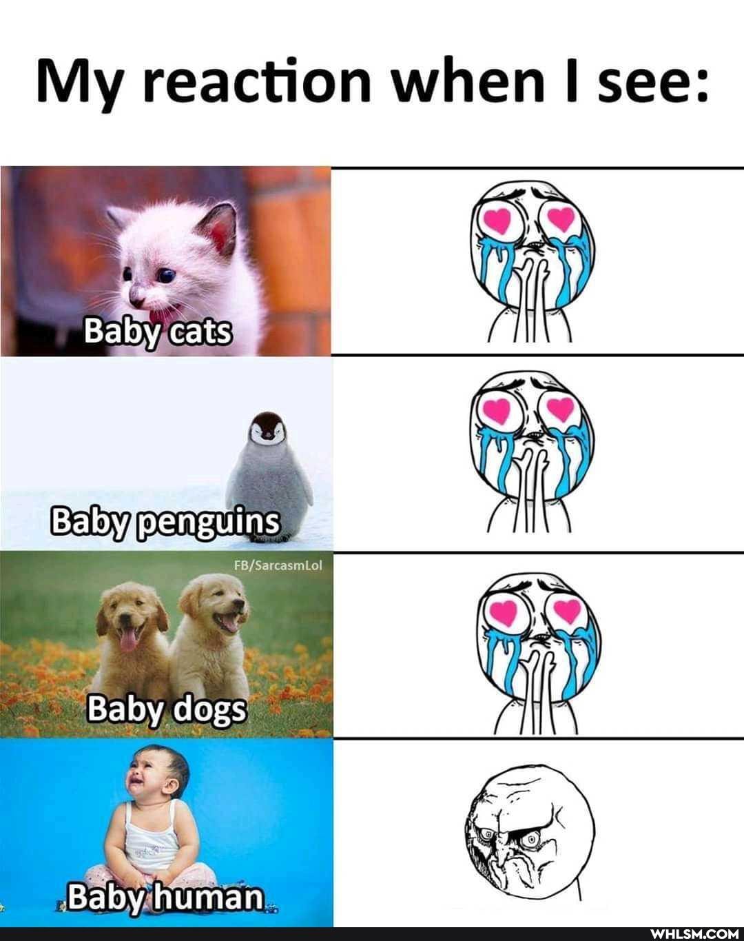 My reaction when I see:
Baby cats
Baby
Baby dogs