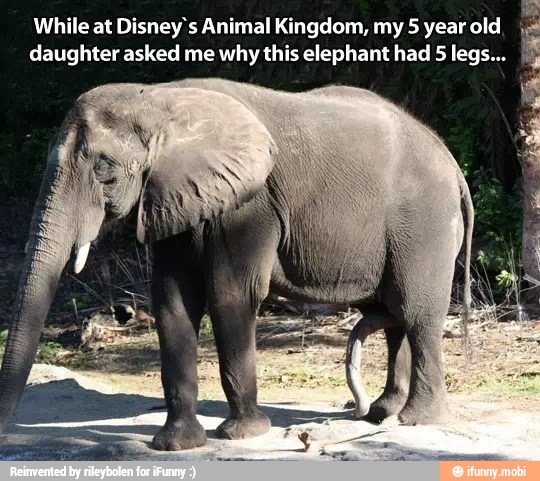 ea
While at Disney's Animal Kingdom, my 5 year old.
daughter asked me why this elephant had
É
