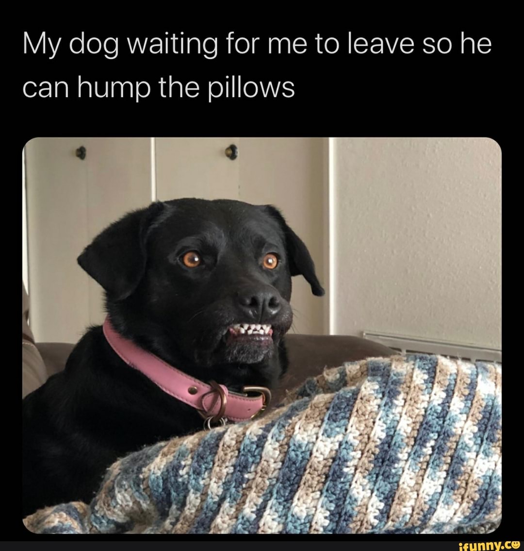 My dog waiting for me to leave so he can hump the pillows - iFunny